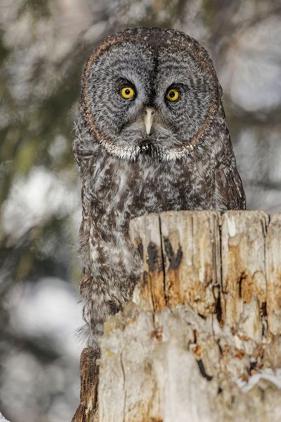 Great grey owl-Strix nebulosa-controlled situation